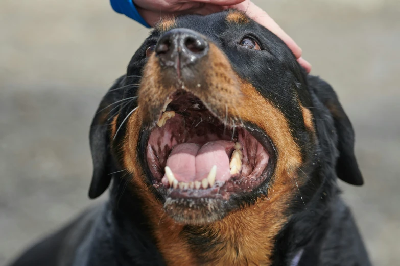 the dog is enjoying being fed by the human