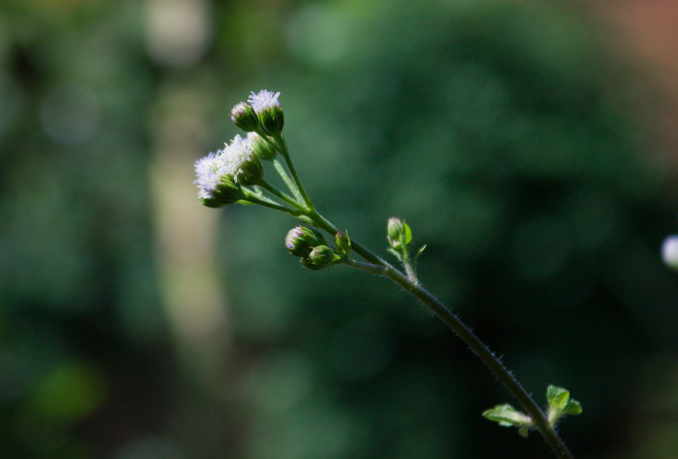 a po of a stem that is growing out of it