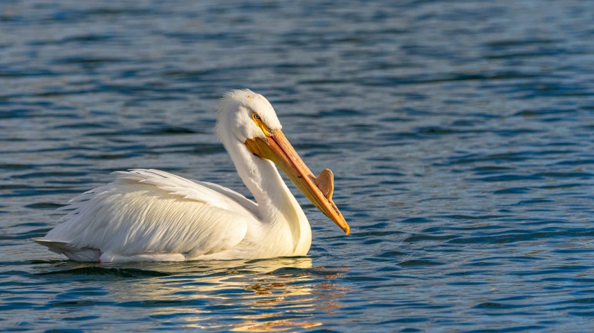 a bird floating on top of a large body of water