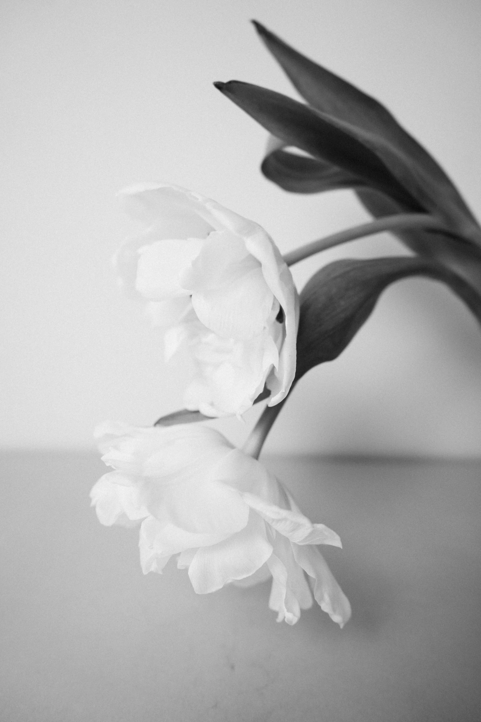 black and white pograph of a flower on a table