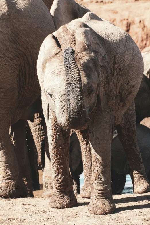 several elephants in a dirt field by water