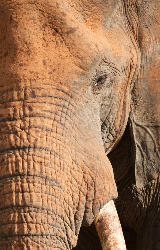 the trunk of an elephant showing off its tusks