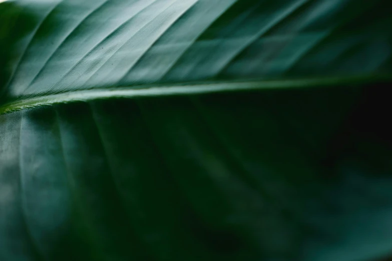 an image of leaves that are green