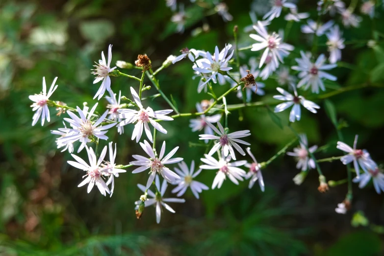 small white flowers blooming out in the forest