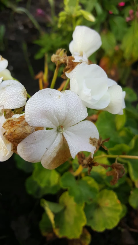 a close up of small white flowers near other plants