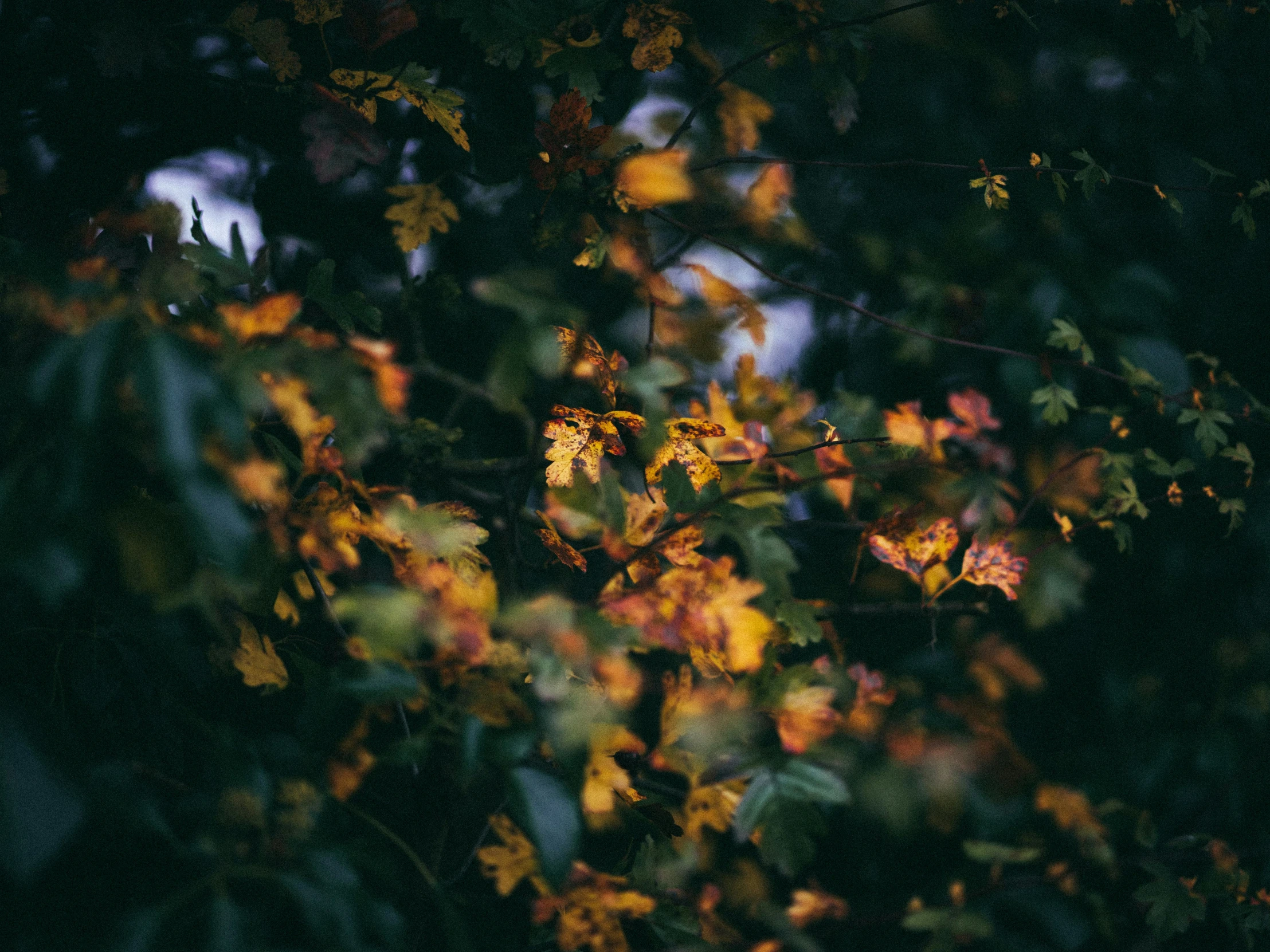 the sun shining brightly through leaves in autumn