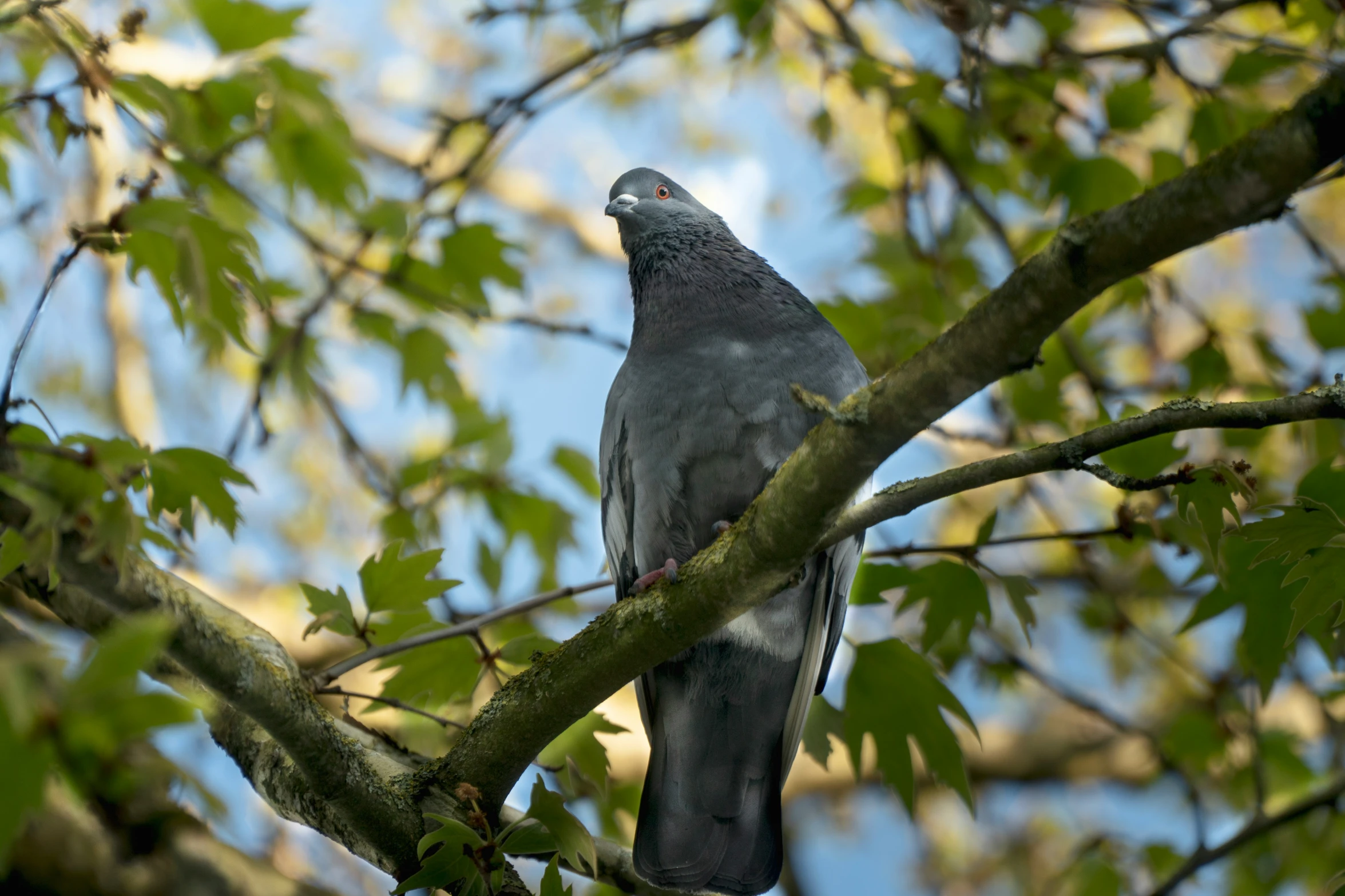 a large bird sitting on the nches of a tree