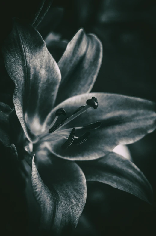 a flower with white petals sitting on top of a table