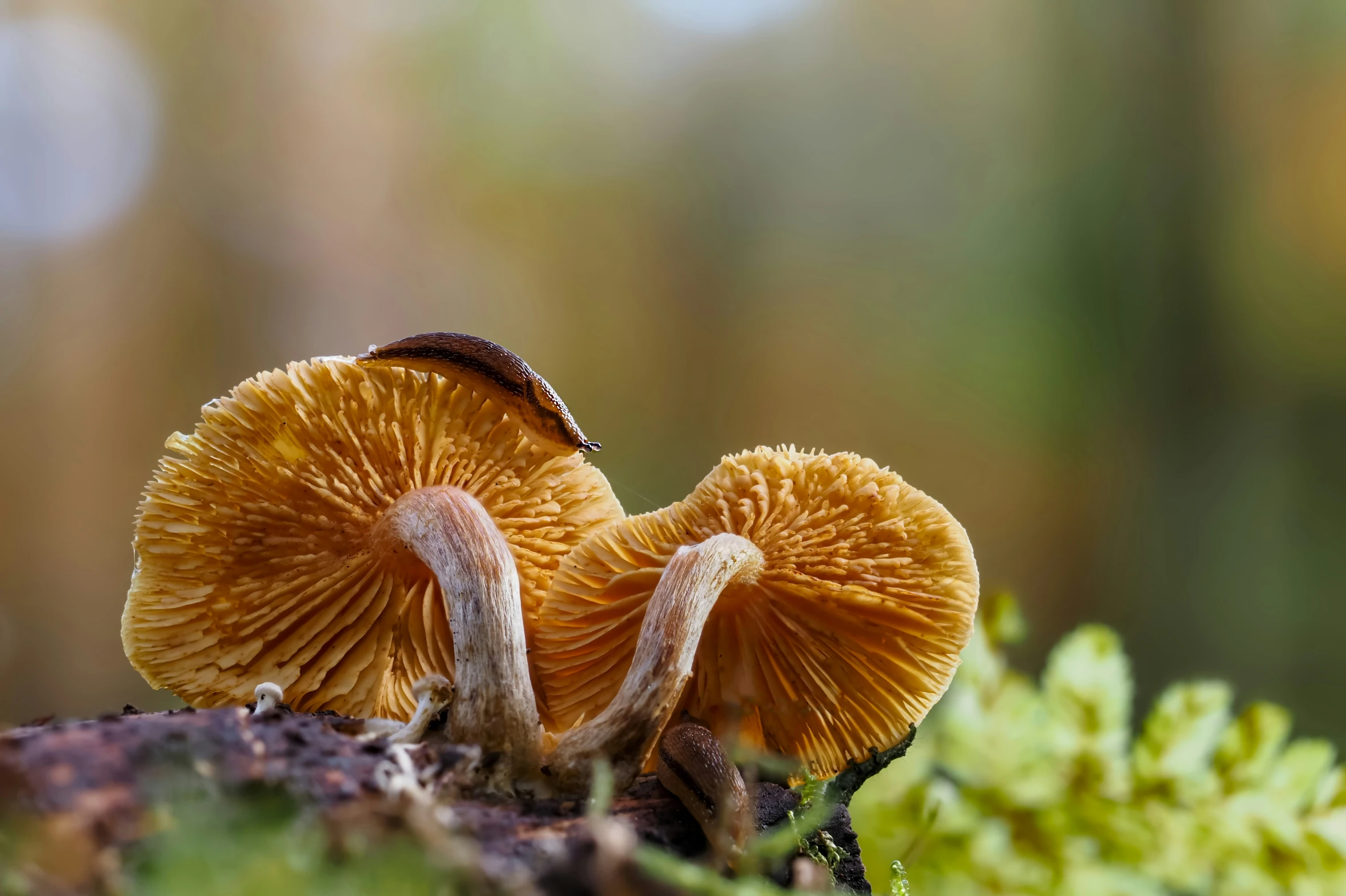 the mushrooms are growing and still growing on the moss