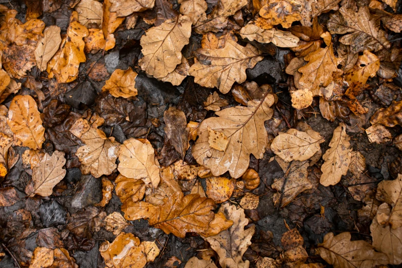 several different leaves lying on the ground together