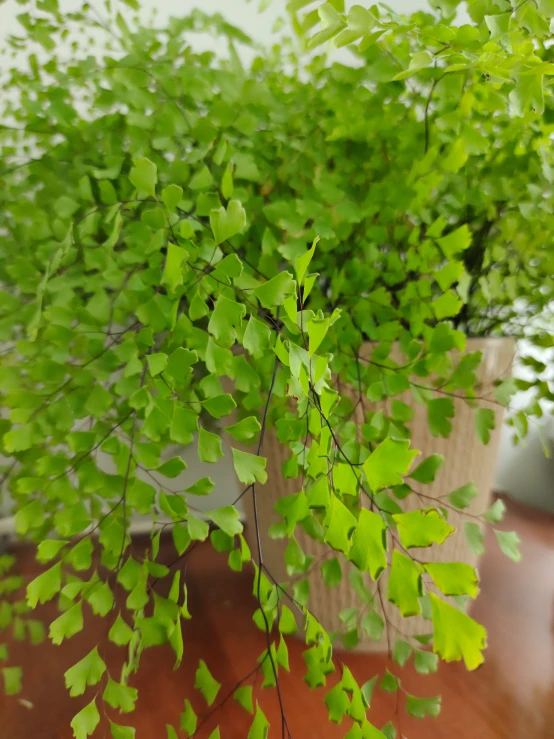 the plant is green with small leaves on the top