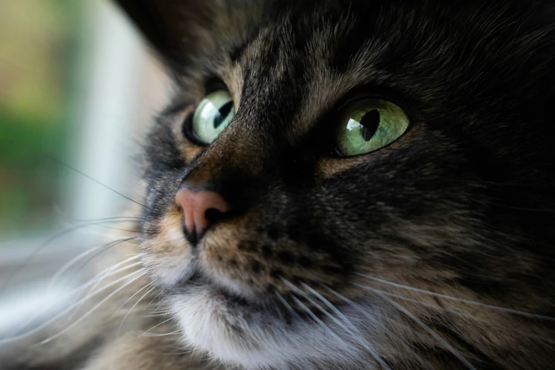 a cat with green eyes looking out a window