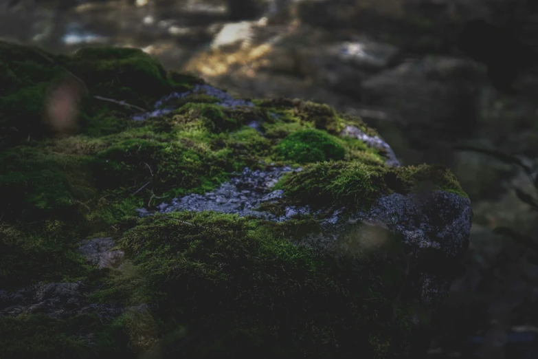 a close - up s of moss growing on rocks