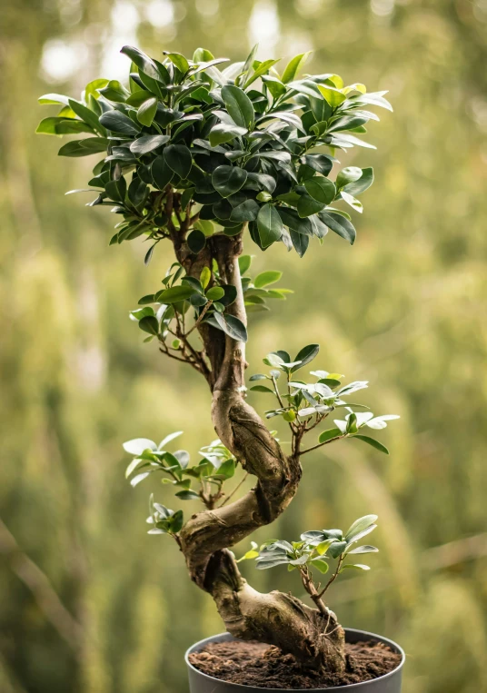 a bonsai tree in a pot on a table