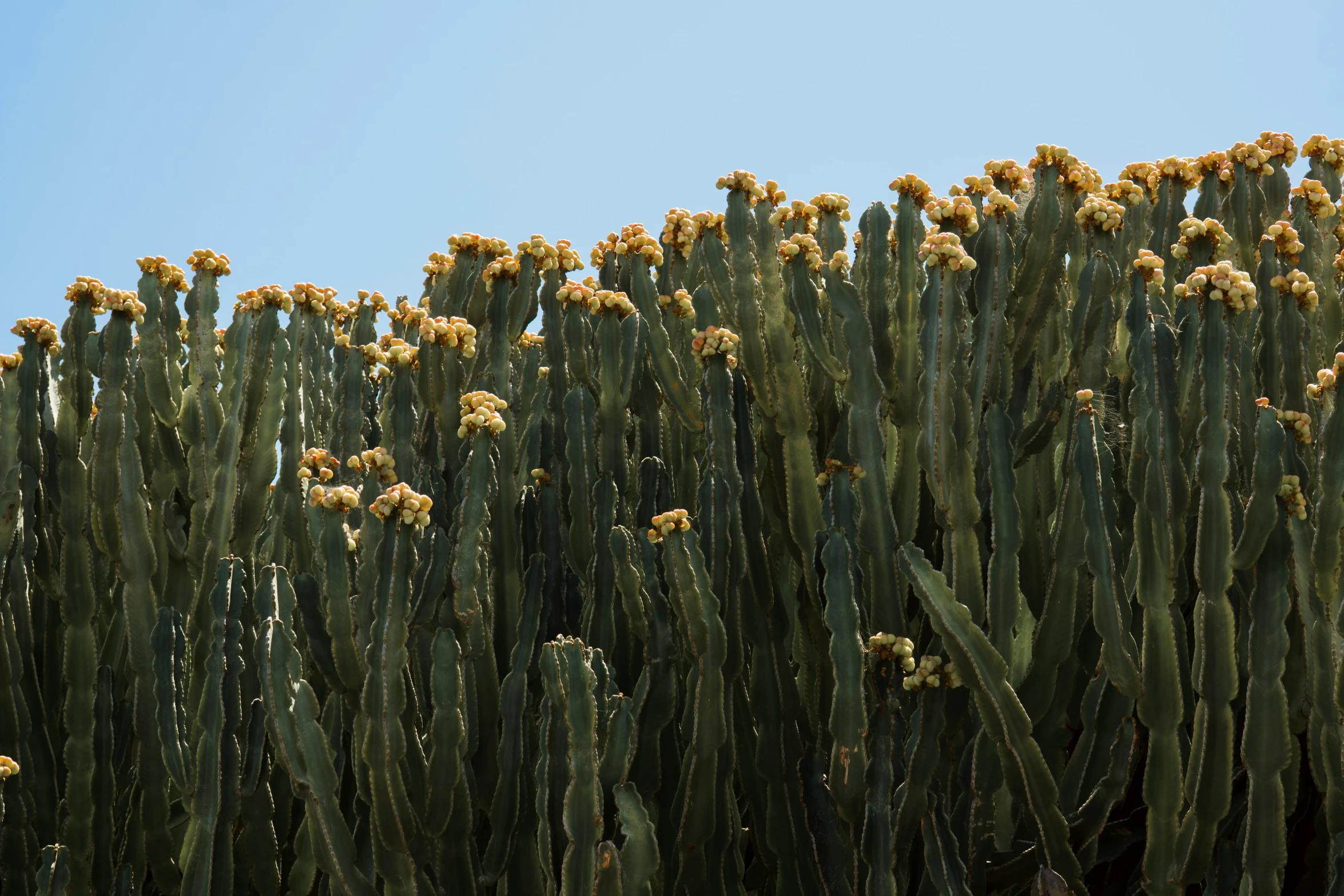 a group of large cactus plants with very long stems