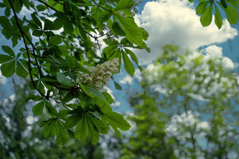 some white flowers are blooming off the green leafy tree