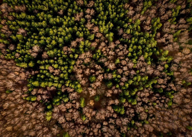 a wooded area shows an aerial view of the forest