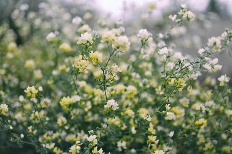 a plant with many white flowers growing on it