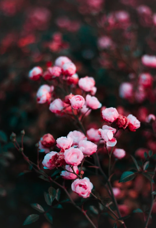 small pink flowers sitting on top of a green leaf filled field