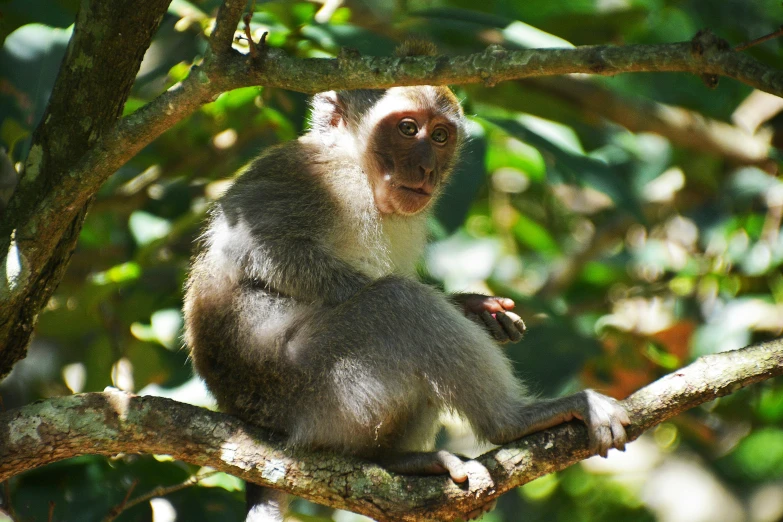 a monkey sitting in a tree and looking straight ahead