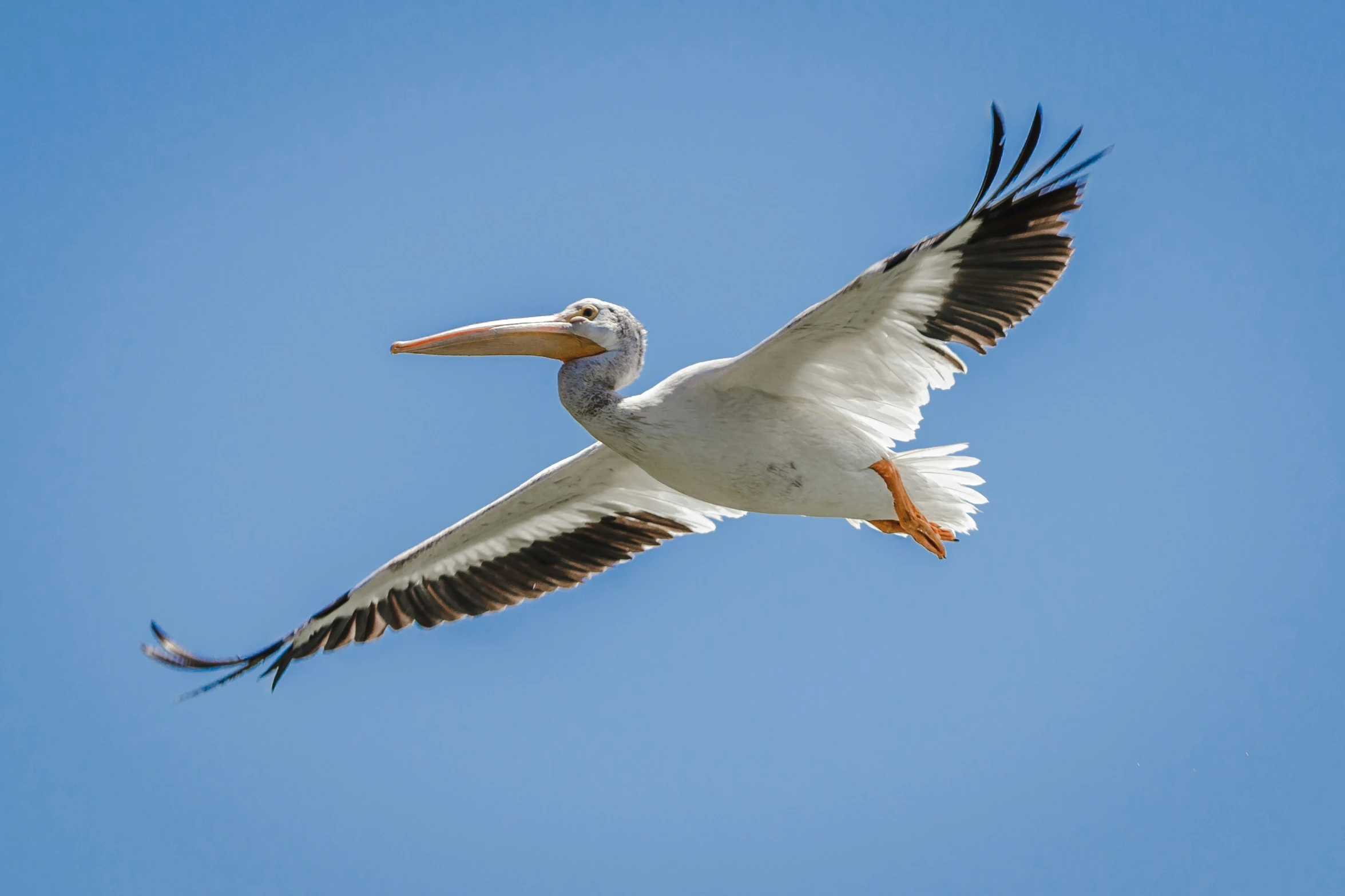 a large white and brown bird flying high in the air