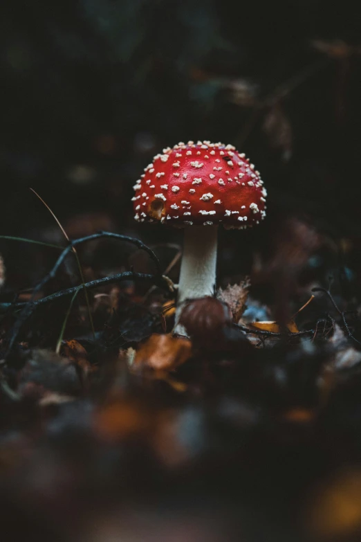 the small mushroom in the dark is a strange red one