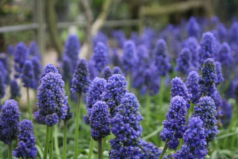 blue flowers with green stems stand in a garden