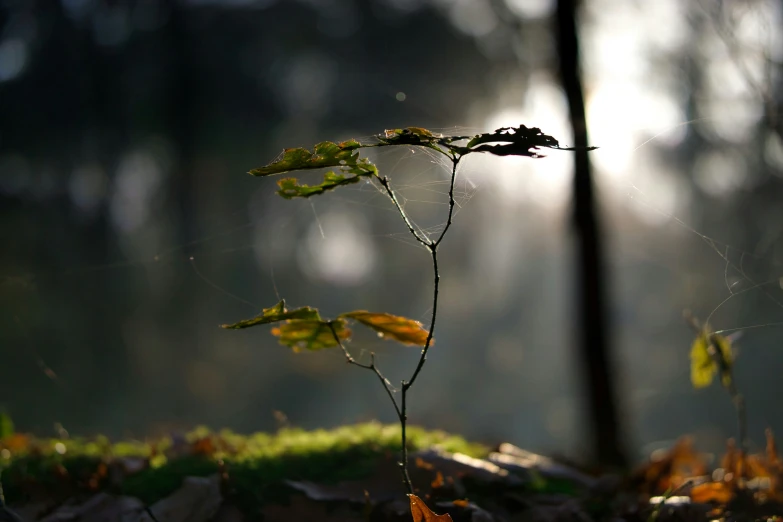 a twig of a plant in front of a forest