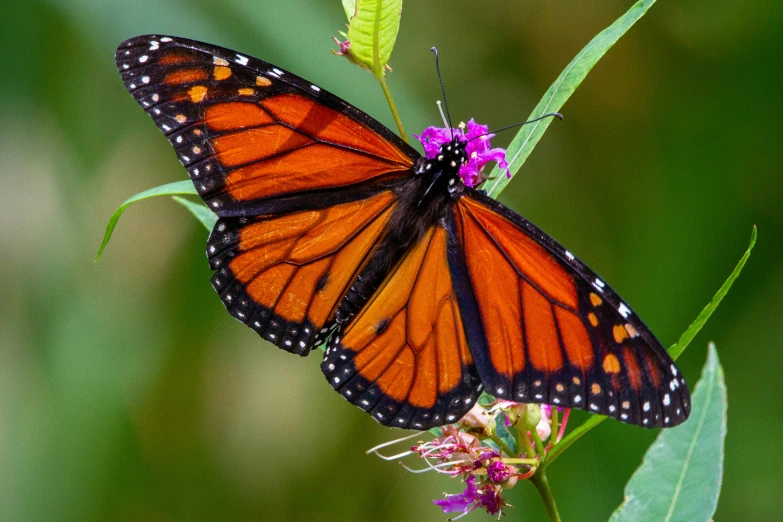 a close up of a erfly on a plant