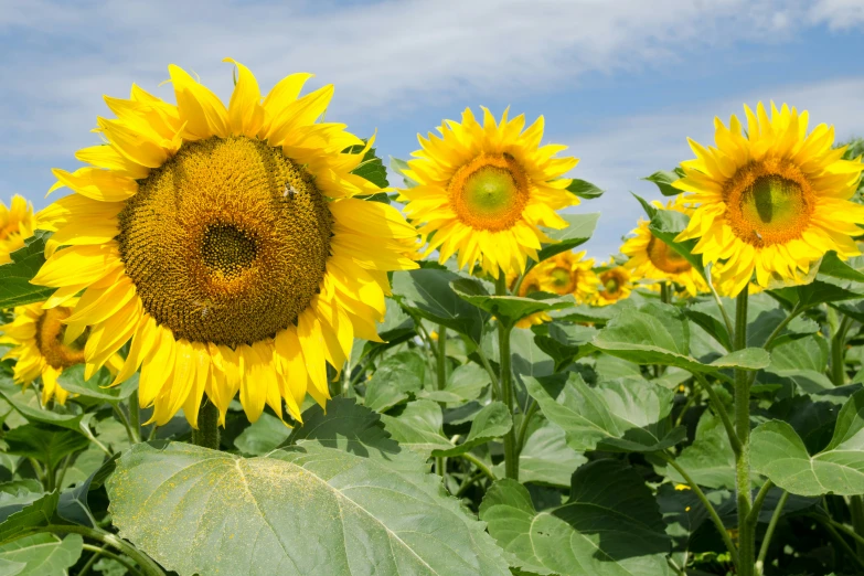 sunflowers with sky and clouds in the background