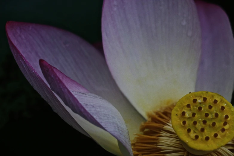 a small flower that is in the water