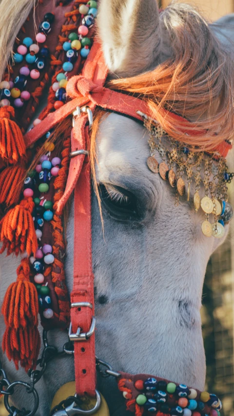 a white horse wearing a colorful harness and jewel jewelry