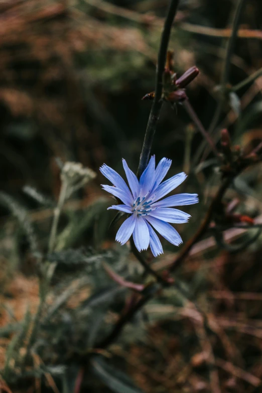 an image of a blue flower growing in a field