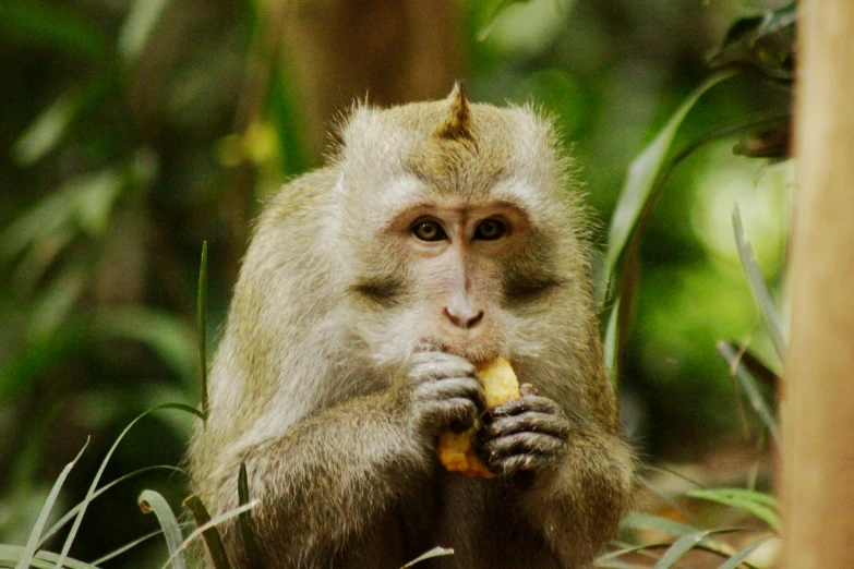 a monkey sitting on top of a lush green field