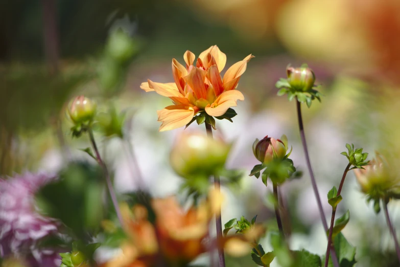 a close up of some flowers growing next to each other