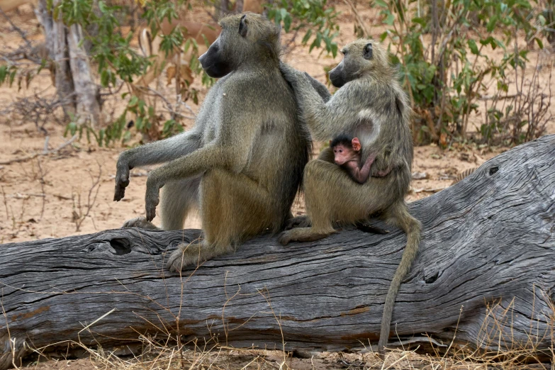 two baboons are on a log in the woods