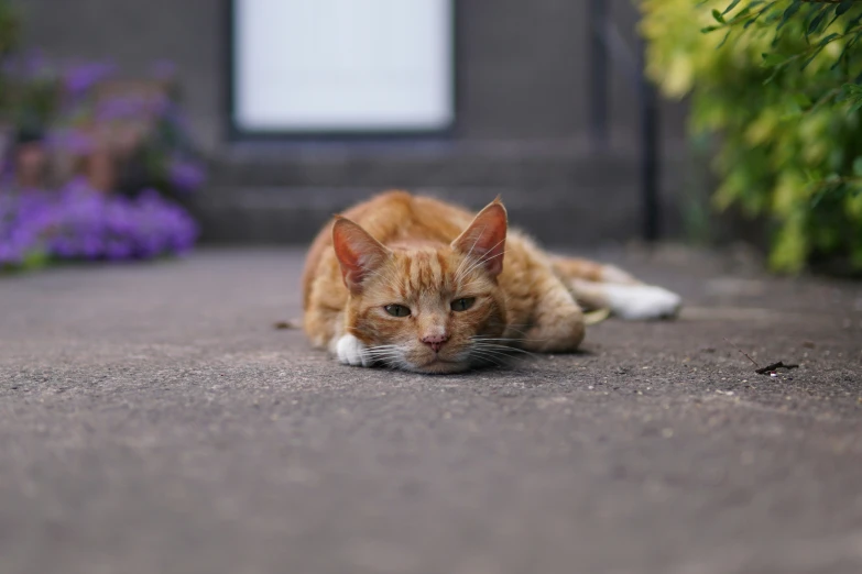 a cat is laying on the street next to some flowers