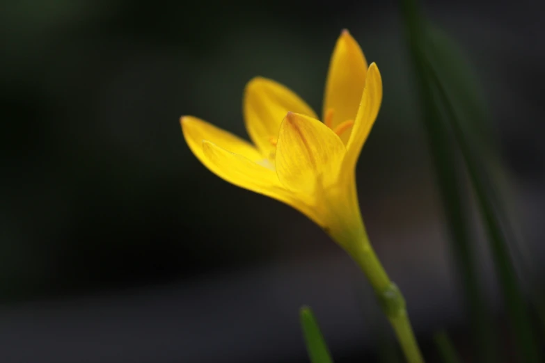 a close up of a yellow flower with grass in the background