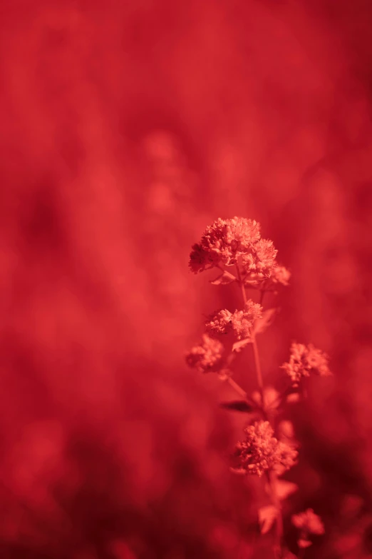 a plant sits alone on the table in the room