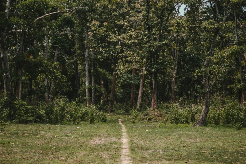 the picture is looking toward a walking path in a field