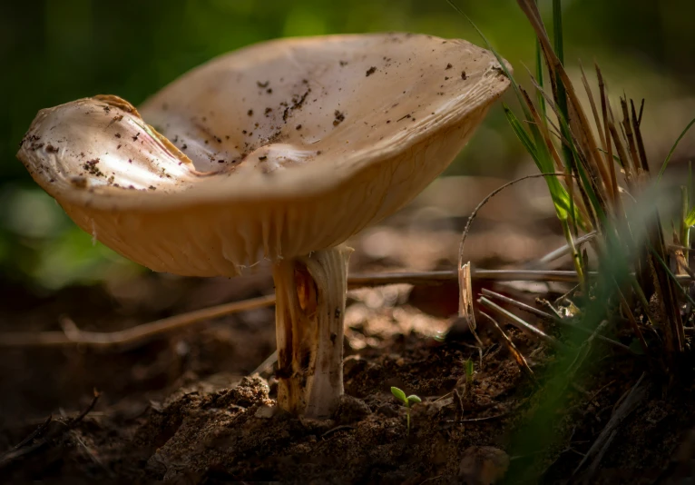 a small yellow mushroom standing on the ground