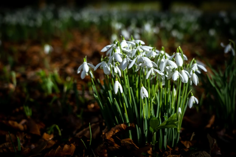 small white flowers with long green stems in the woods