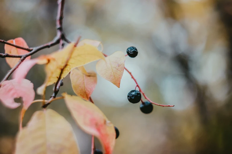 berries hanging on nch of tree in autumn