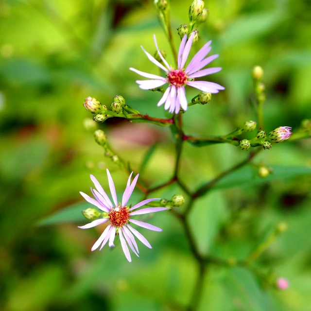 some tiny pink flowers sitting on top of green plants