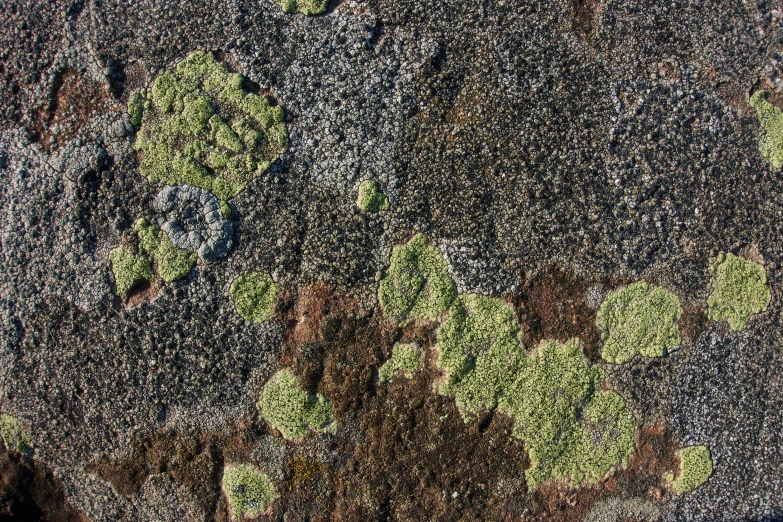 moss growing on concrete in an urban area