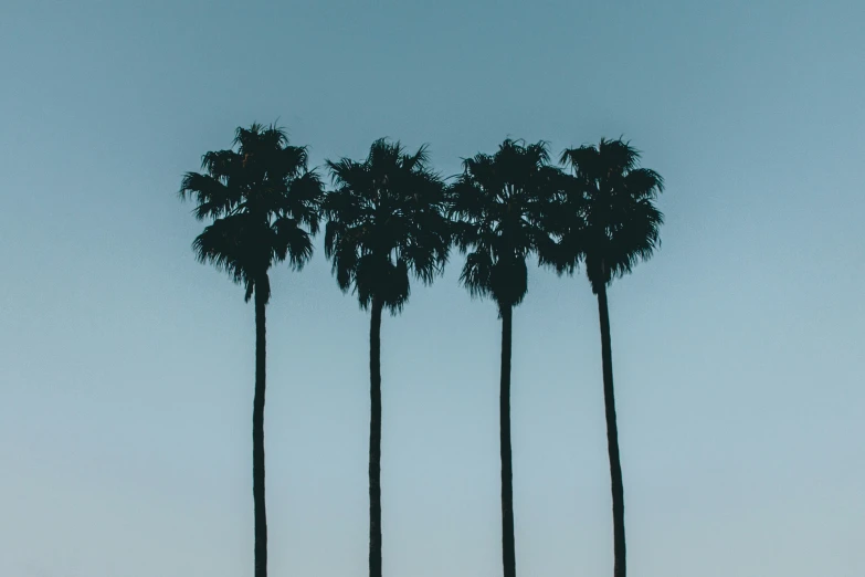 four trees line the side of a beach