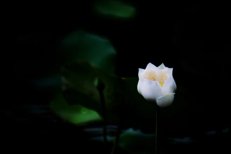 the white flower has a yellow center