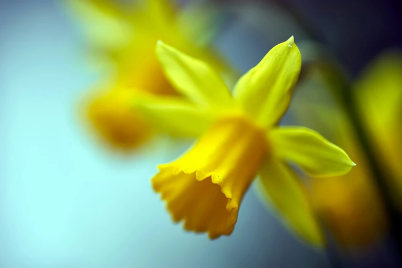 two yellow flowers with very sharp petals growing