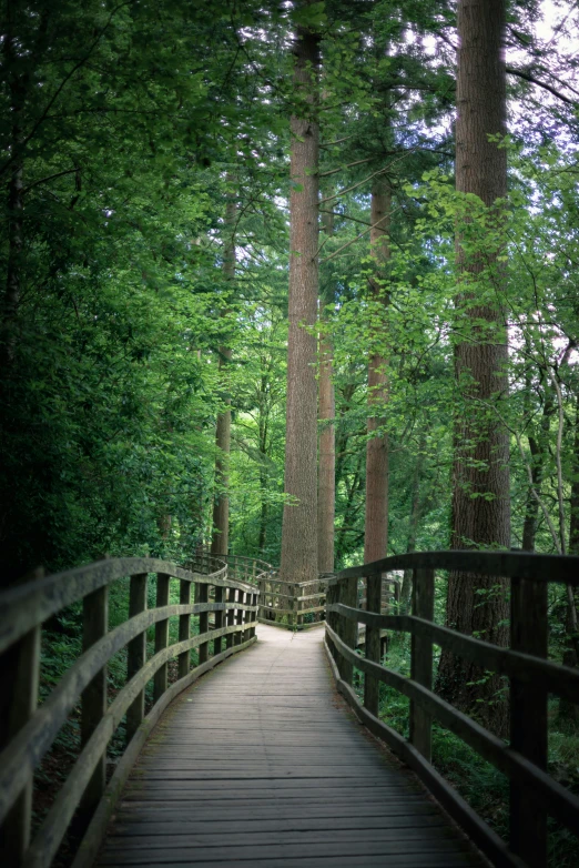 a wooden bridge that leads to a grove of trees