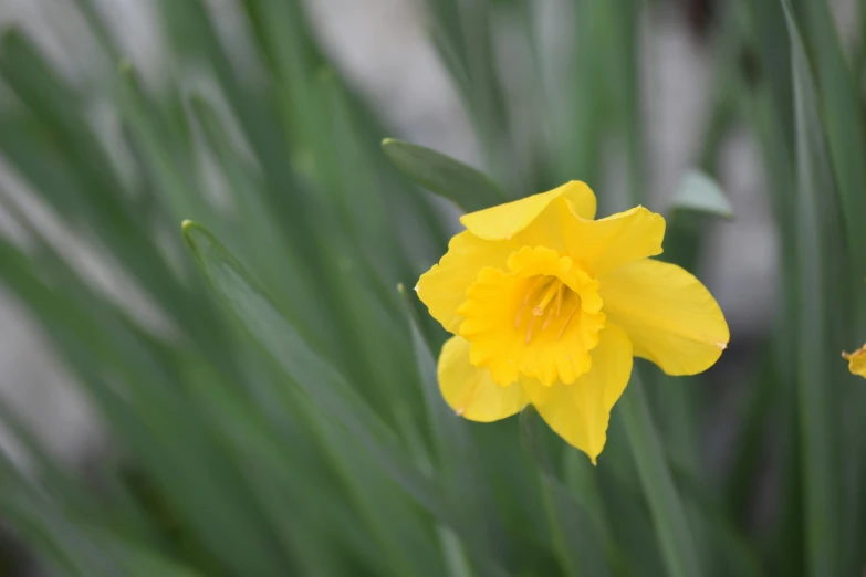 yellow flowers growing out of the grass on a sunny day